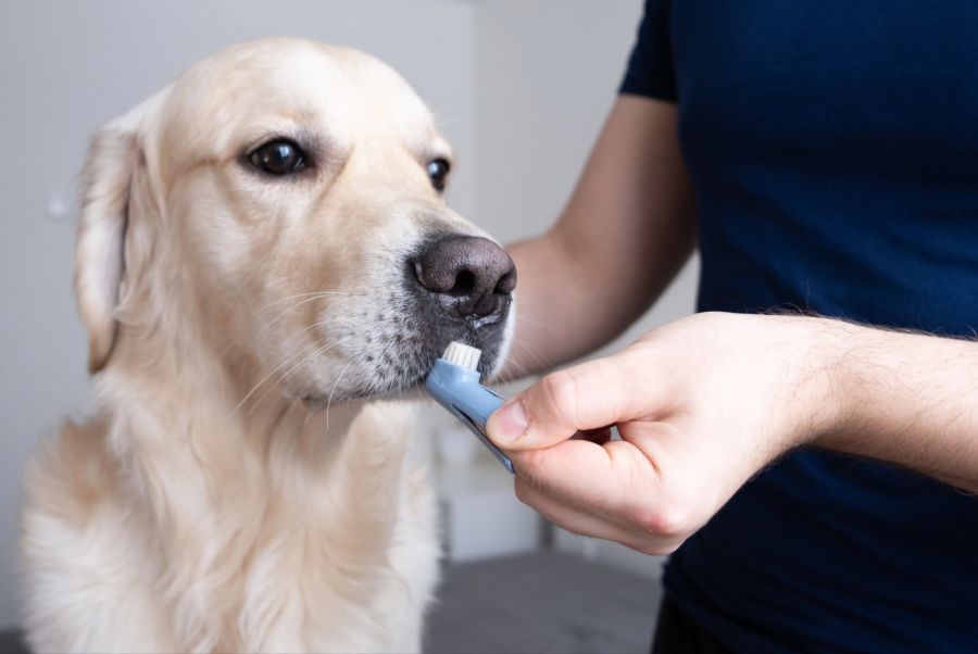 hund stinkt