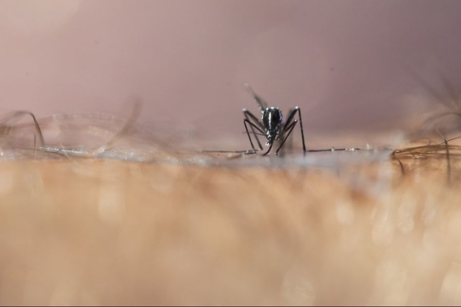 Das Virus kann von der Asiatischen Tigermücke übertragen werden.