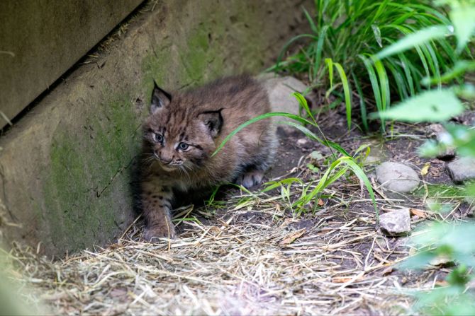 Natur- und Tierpark Goldau