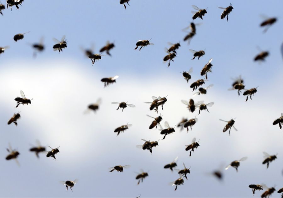 Daraufhin haben sie 24 Menschen verletzt. (Symbolbild)