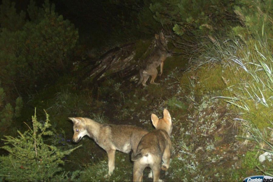 Es ist im Gebiet zwischen dem Val d'Illiez und dem Genfersee beheimatet. (Im Bild: Jungtiere des Calanda-Rudels in einer Fotofalle)
