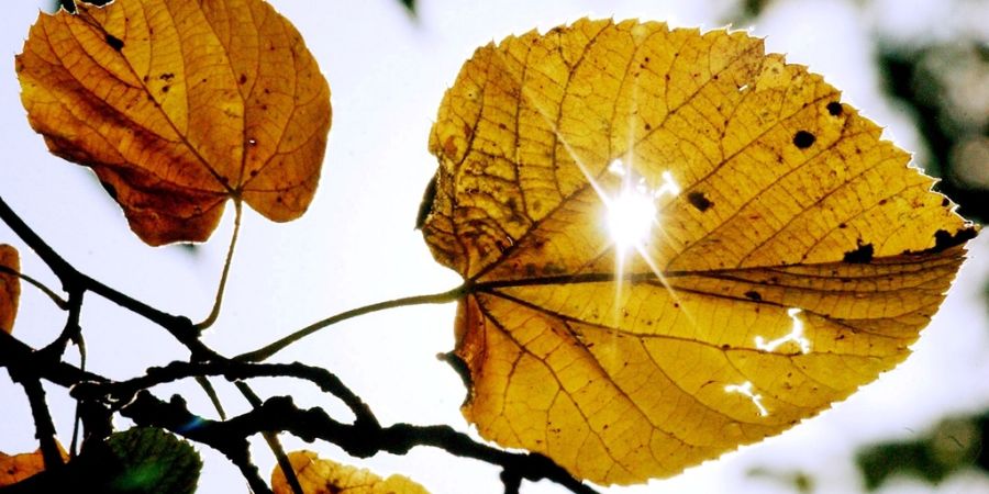 Herbstblatt Wetter