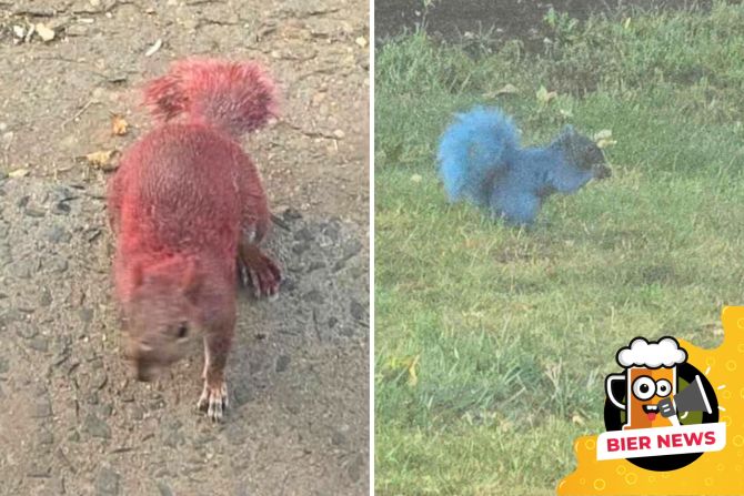 Eichhörnchen