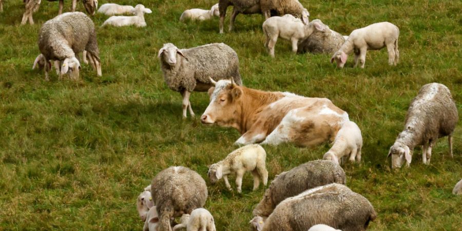 Die Ammoniakbelastung ist im Kanton Freiburg noch immer zu hoch. (Symbolbild)