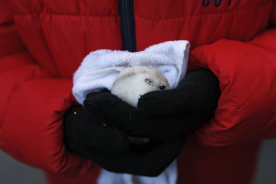 Wird ein Tier in die Klappe gelegt, erhält das Team der Stiftung Tierklappe eine Benachrichtigung. (Symbolbild)