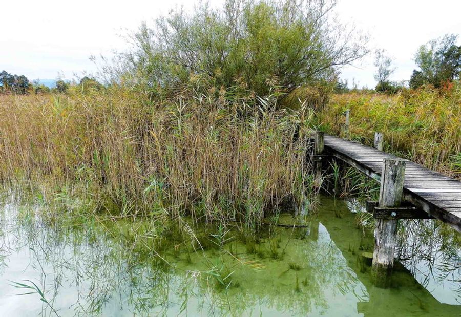 Moor Pfäffikersee