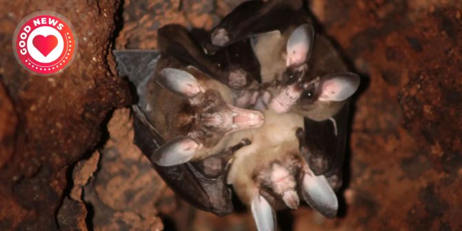 fledermäuse umarmung