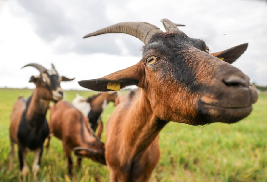 Die Quittung: Eine Busse und zusätzliche Gebühren. (Symbolbild)
