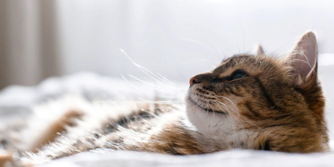 Katze im Bett