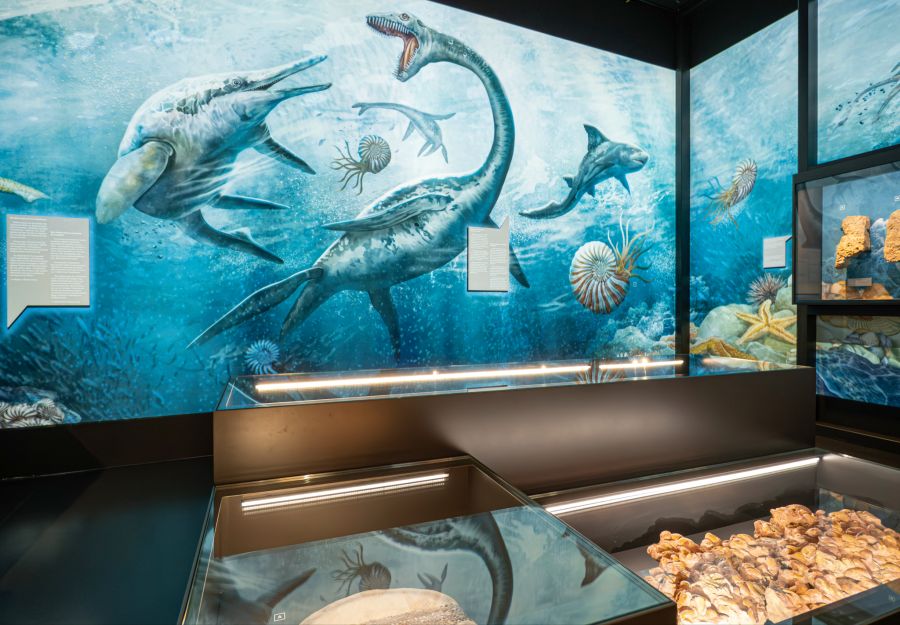 Fossilien Jura Museum Tiere