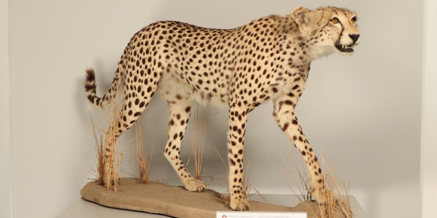 Ihm fehlte aber eine entsprechende Bewilligung.