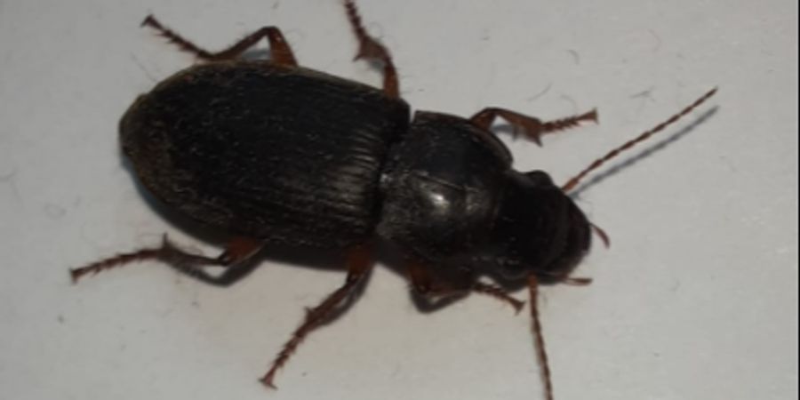 käfer