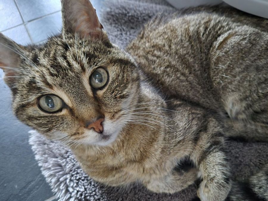 Die Katze wurde vor zehn Jahren der Besitzerin als «erschossen» gemeldet.