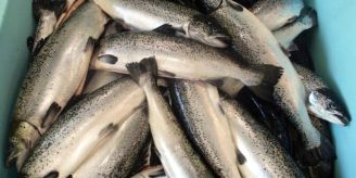 Swiss Blue Salmon - Lachszucht-Startup holt zwei neue Investoren Swiss Blue Salmon - Lachszucht-Startup holt zwei neue Investoren