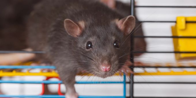 Eine gründliche Käfigreinigung sollte selbstverständlich sein, um allergische Reaktionen zu reduzieren. Ratte im Käfig
