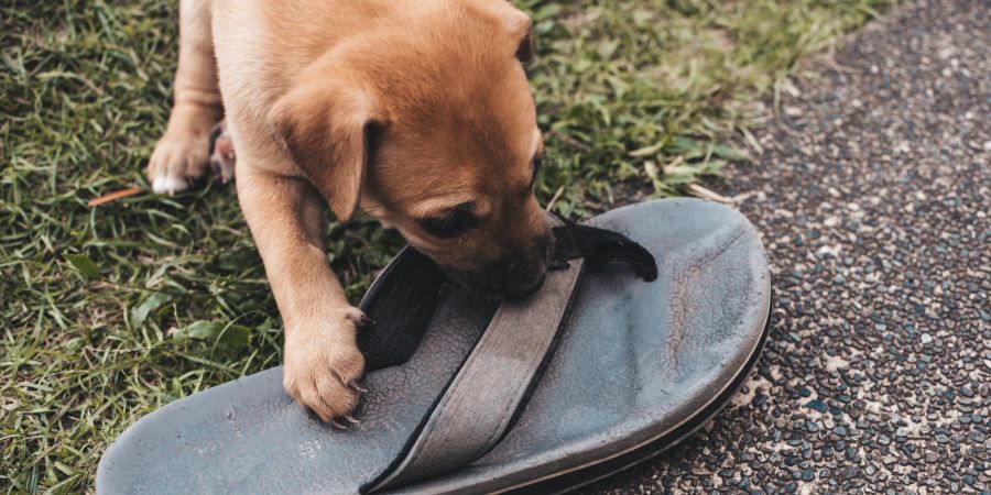 Hund kaut am Schuh