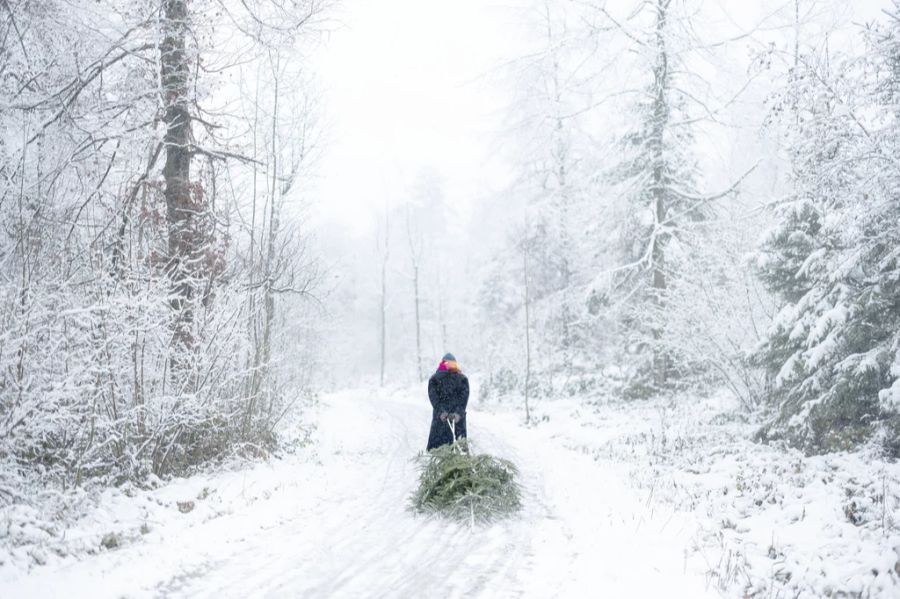 Forschungen haben gezeigt, dass seit den 2000er Jahren Schnee im Flachland vor und zu Weihnachten seltener geworden ist. Dies ist auf die Klimaerwärmung zurückzuführen.