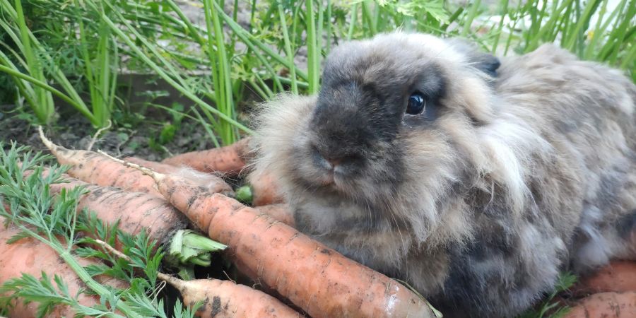 Möhren Süssigkeiten Kaninchen Zucker