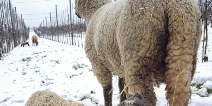 Wegen Apfelbäumen - Juckerhof muss seine Schafe schlachten