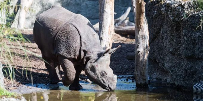 Shakti, das neue Panzernashorn im Basler Zoo. panzernashorn