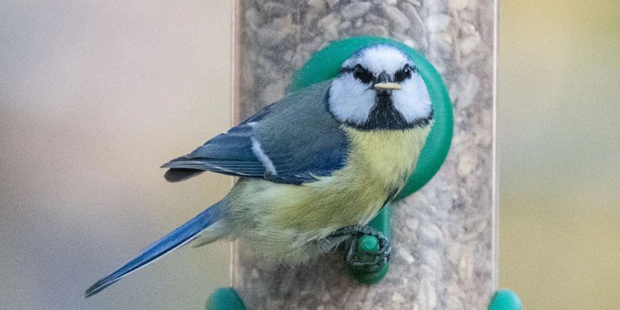 Eine Blaumeise sitzt mit einem Korn im Schnabel an einem Futterhaus.
