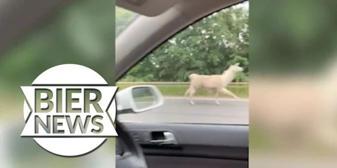 Ausgebrochen! - Alpaka sorgt auf britischer Autobahn für Wirbel