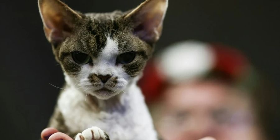 Katze