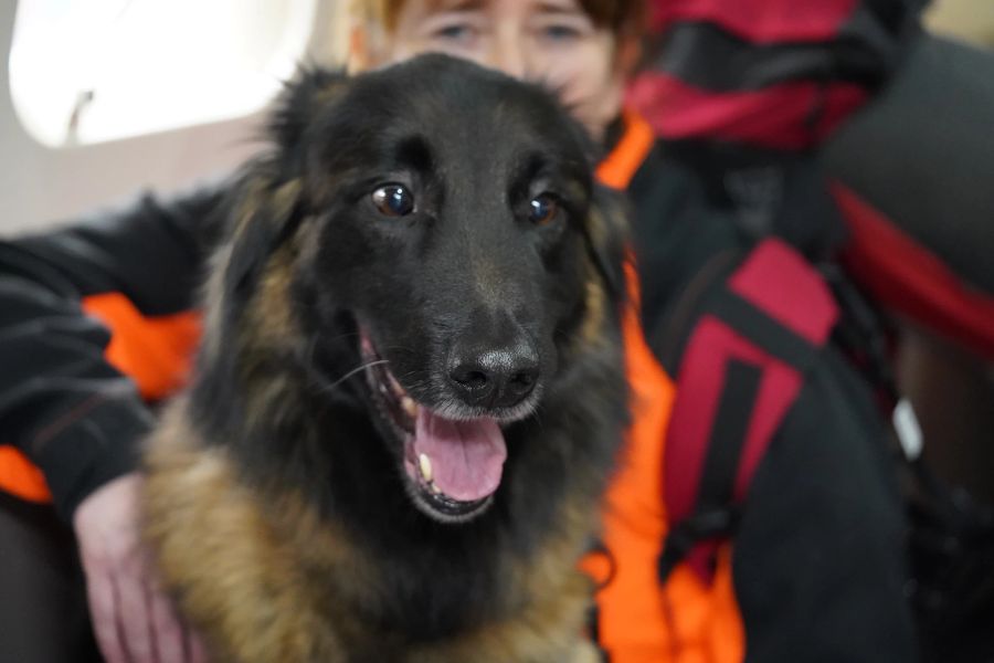 Ein Rettungshund des Vereins Redog im Flugzeug in die Türkei.