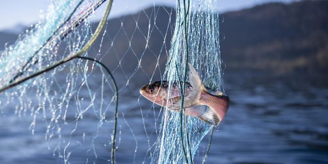 Fisch