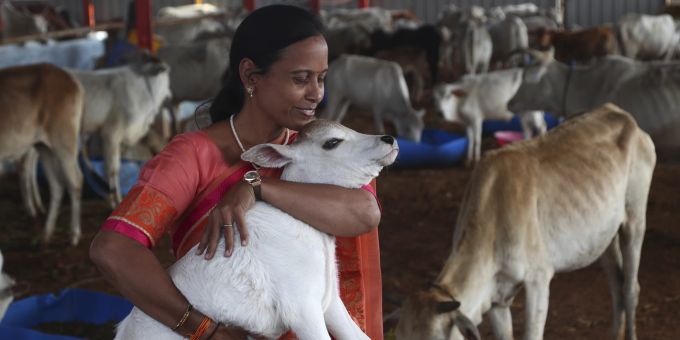Die indische Regierung hat einen Appell an die Bürger zurückgenommen, den Valentinstag damit zu verbringen, Kühe zu umarmen. India-Hindu Valentine's Day