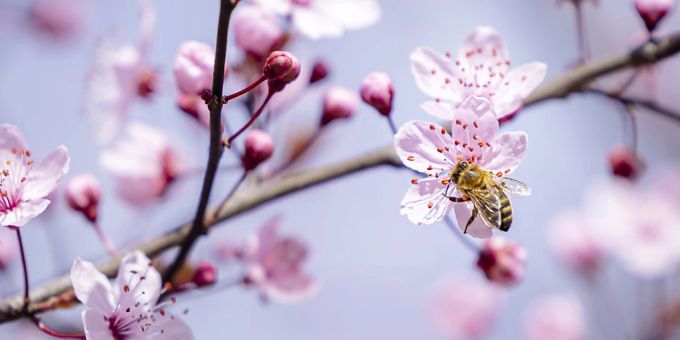 Tage mit Temperaturen um die 20 Grad und sogar darüber werden immer häufiger. Auch der Freitag war so einer. (im Bild: Kirschblüte in Zürich) Temperaturen Wetter