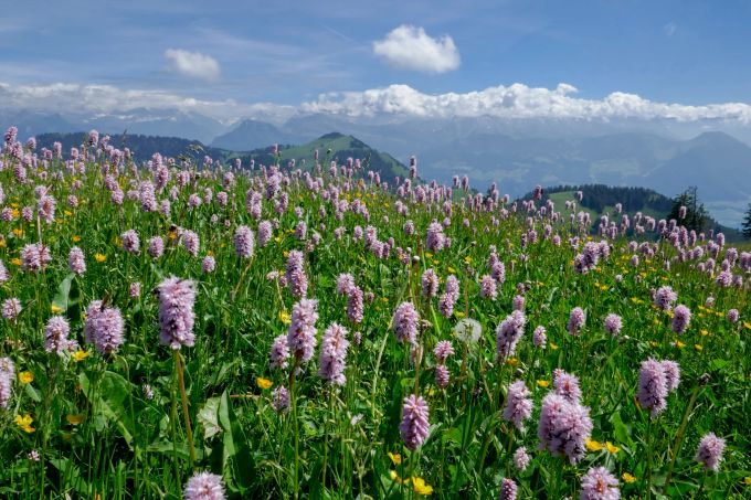 Die Rigi ist auch eine Königin der Blumen. Rigi Alpblumen Wanderung