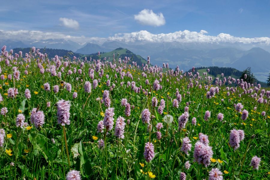 Rigi Alpblumen Wanderung