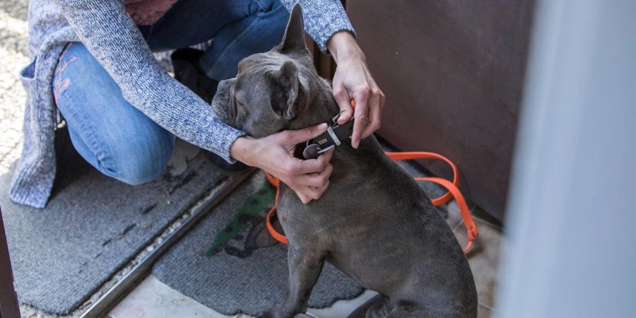 Wurde der Hund gemeinsam während der Partnerschaft angeschafft, können beide Partner nach einer Trennung zurecht den Umgang mit dem Tier verlangen. Das geht aus einem Urteil des Landgerichts Frankenthal hervor.