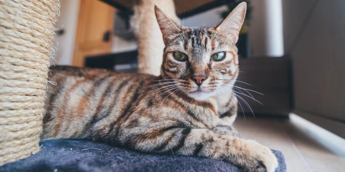 Katzen kratzen nicht aus Bosheit am Sofa oder den Wänden. Es ist ihr natürliches Verhalten. Katze