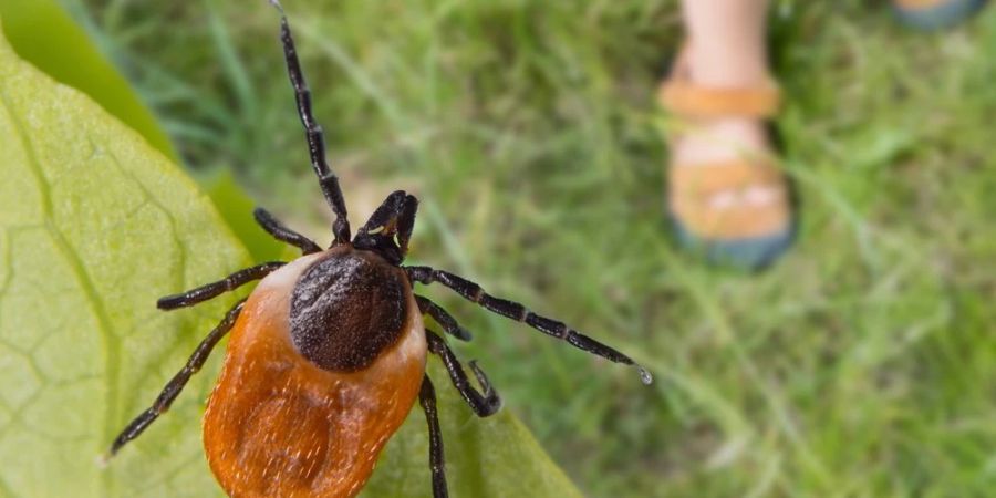 Zecken werden im Frühjahr zur Gefahr für Naturliebhaber.