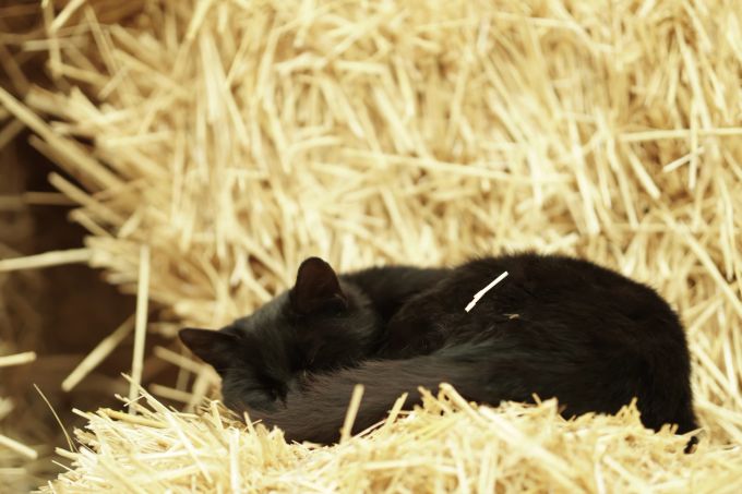 Wer ein gemütliches Plätzchen im Stroh findet, hat Glück. katze streuner schlafen wo