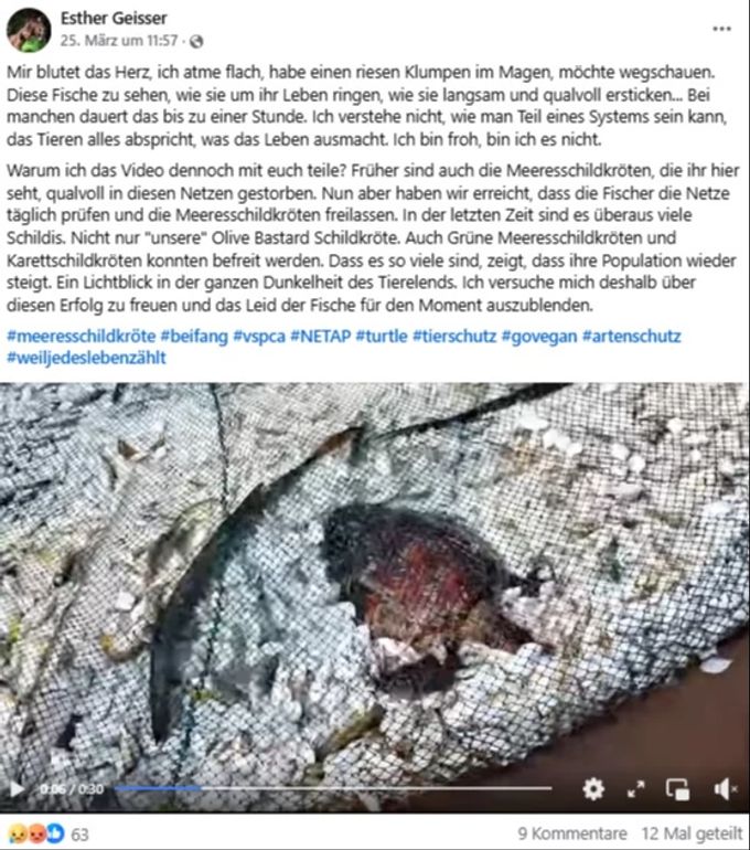 Eine Schildkröte hat sich als Beifang in einem Fischernetz verheddert. Schildkröten