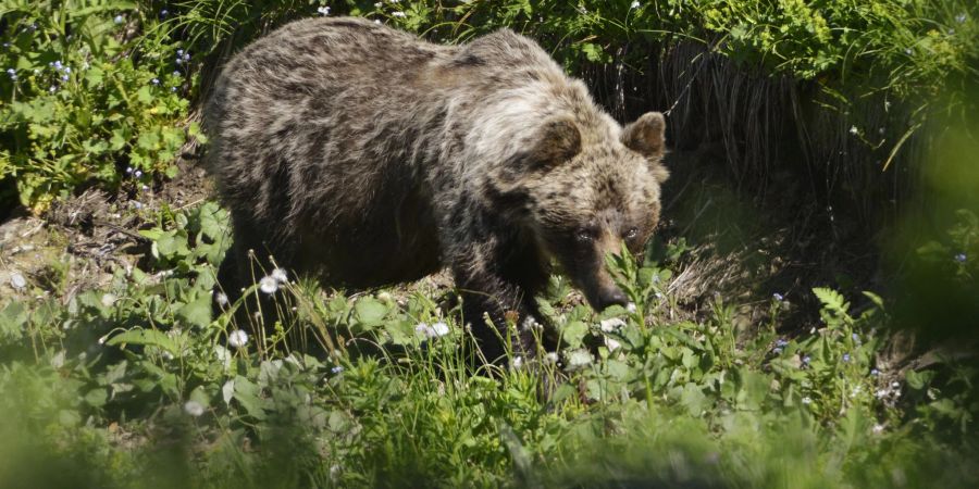 Ein Braunbär in einem slowakischen Gebirgstal. In der Slowakei gibt es mehr als tausend frei lebende Braunbären. (Archivbild)