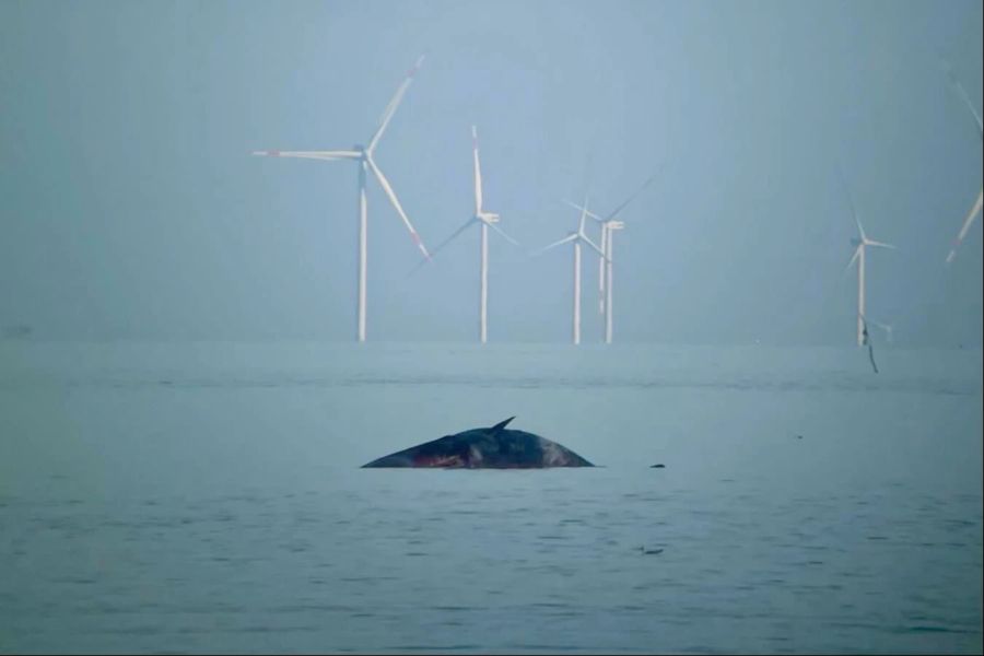 Vor Sylt wurde ein toter Wal angeschwemmt.