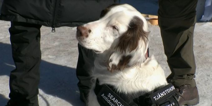 Spürhund Molly an der Biathlon-WM. Biathlon-WM