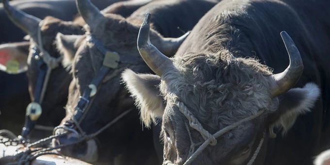 Junger Bauer von Stier am Kopf erheblich verletzt. (Symbolbild) Stier