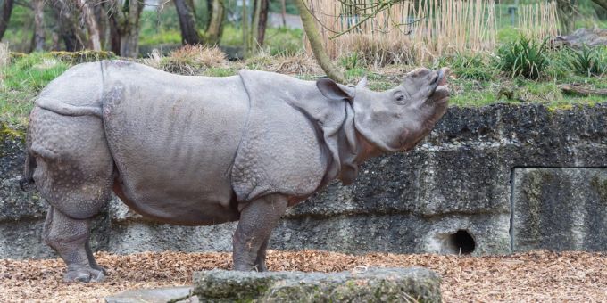 Panzernashorn Saar spaziert in seinem Gehege im Zoo Basel. (Aufnahme aus dem Jahr 2016) Nashorn