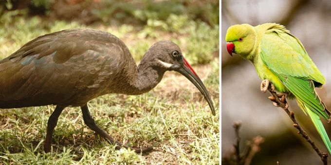 Fremde Vögel - Invasive Art breitet sich im Tessin aus – Sorgen