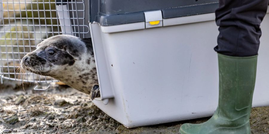 Aus den Transportboxen kamen die vier Kegelrobben nur sehr zögerlich heraus.