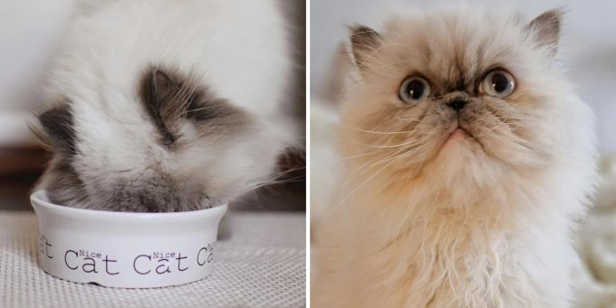 «Sensibel» - Büsi-Versteherin nennt Fressnäpfe «Tierquälerei»: zurecht?