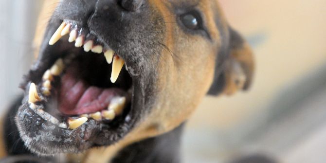Hund