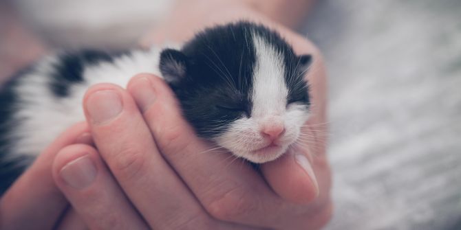 verwaiste katzenbabys