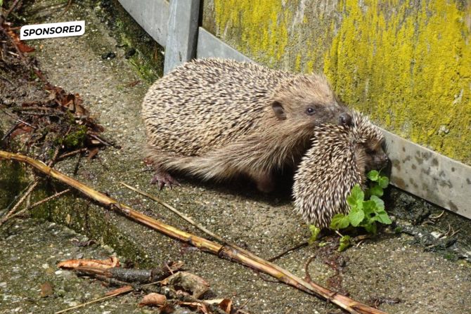 Igel