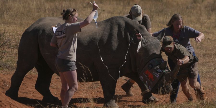 Nashorn